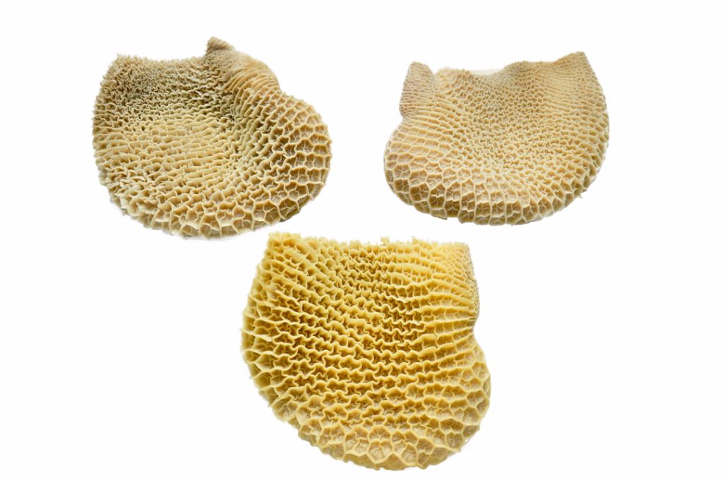 COLMÉIA CONGELADA DE BOVINOS - FROZEN BEEF OFFALS (HONEYCOMB)