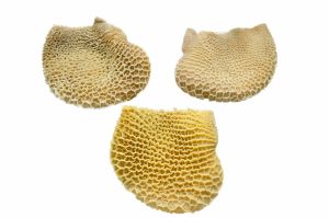 COLMÉIA CONGELADA DE BOVINOS - FROZEN BEEF OFFALS (HONEYCOMB)